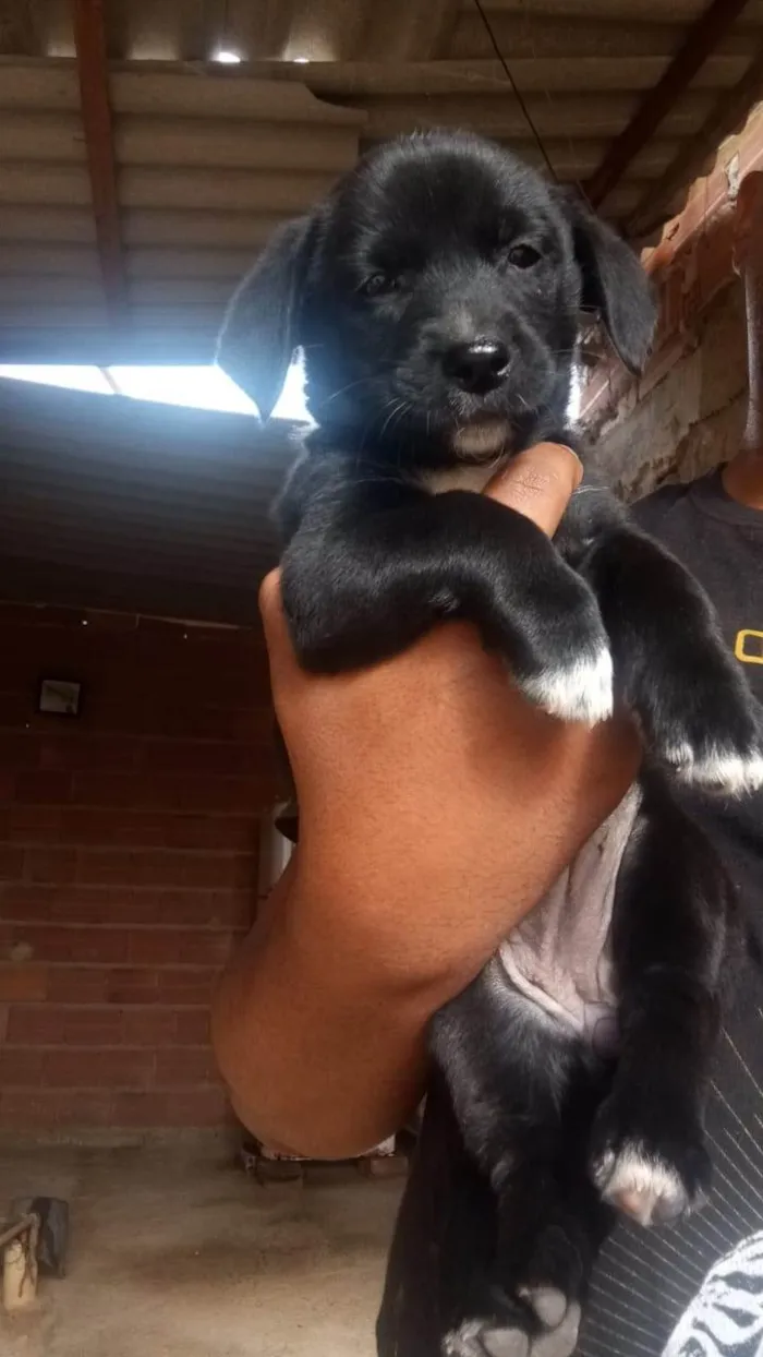 Cachorro ra a SRD-ViraLata idade Abaixo de 2 meses nome Ainda não tem 