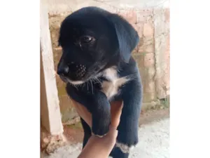Cachorro raça SRD-ViraLata idade Abaixo de 2 meses nome Ainda não tem 