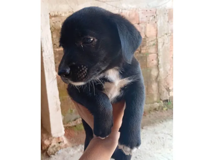 Cachorro ra a SRD-ViraLata idade Abaixo de 2 meses nome Ainda não tem 