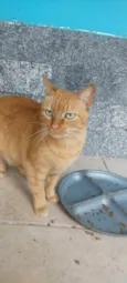 Ginger