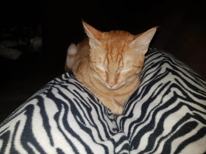 Gato ra a SRD-ViraLata idade 4 anos nome Ginger