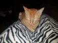 Ginger
