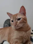 Ginger