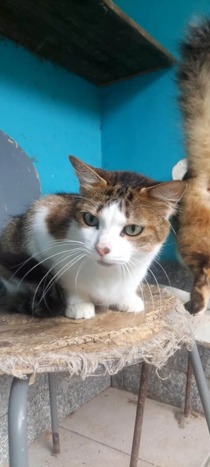 Gato ra a SRD-ViraLata idade 4 anos nome Gordinha
