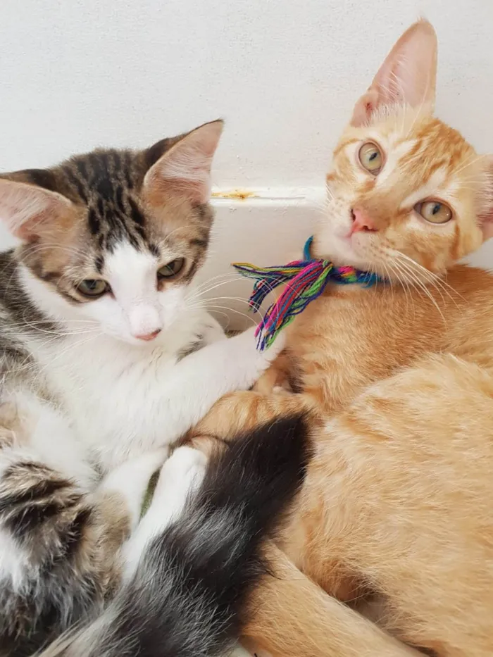 Gato ra a SRD-ViraLata idade 4 anos nome Gordinha