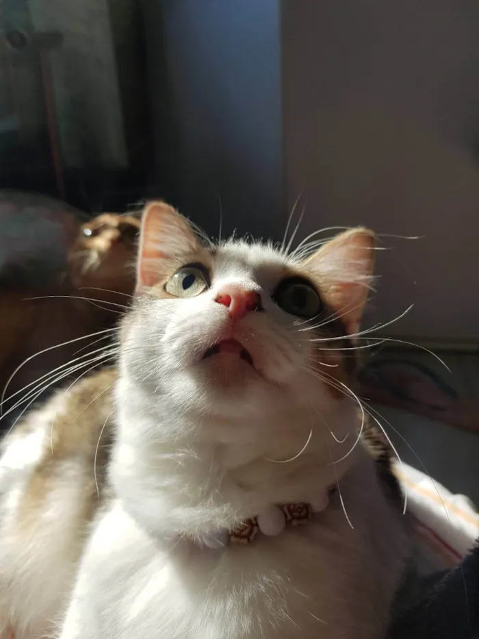 Gato ra a SRD-ViraLata idade 4 anos nome Gordinha