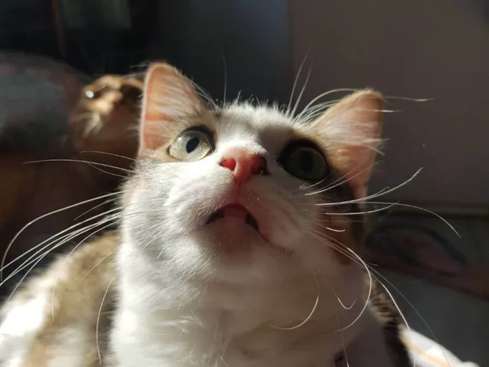Gato ra a SRD-ViraLata idade 4 anos nome Gordinha
