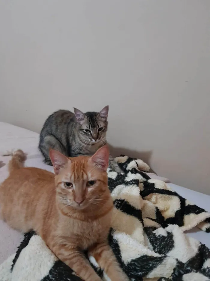 Gato ra a SRD-ViraLata idade 4 anos nome Esquilo