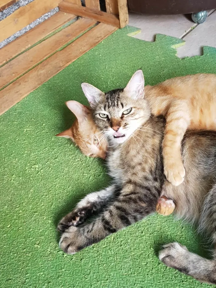 Gato ra a SRD-ViraLata idade 4 anos nome Esquilo