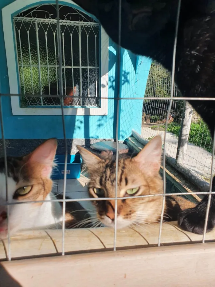 Gato ra a SRD-ViraLata idade 4 anos nome Esquilo