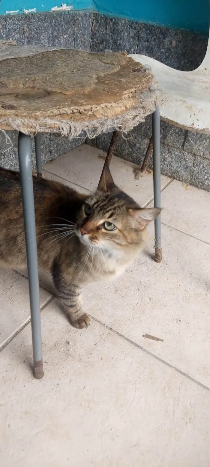Gato ra a SRD-ViraLata idade 4 anos nome Esquilo