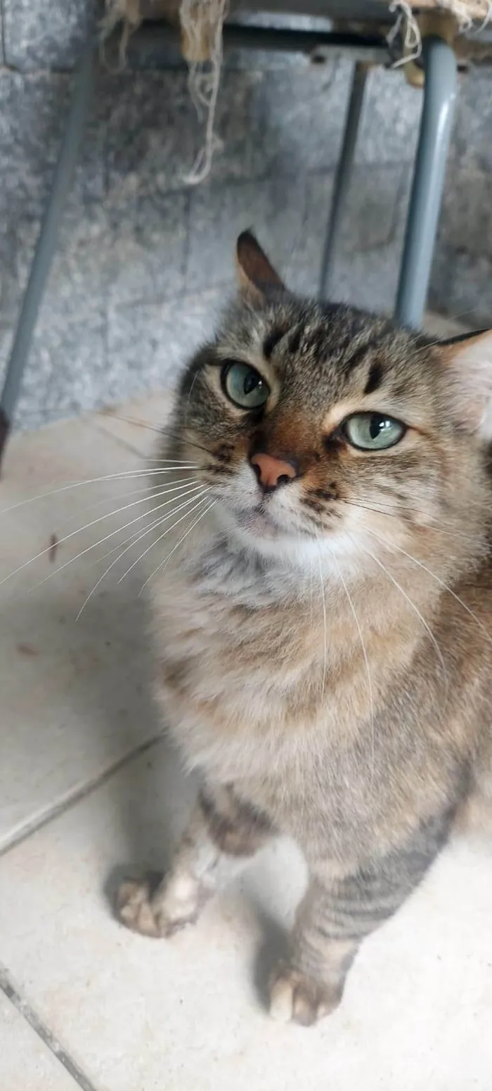 Gato ra a SRD-ViraLata idade 4 anos nome Esquilo
