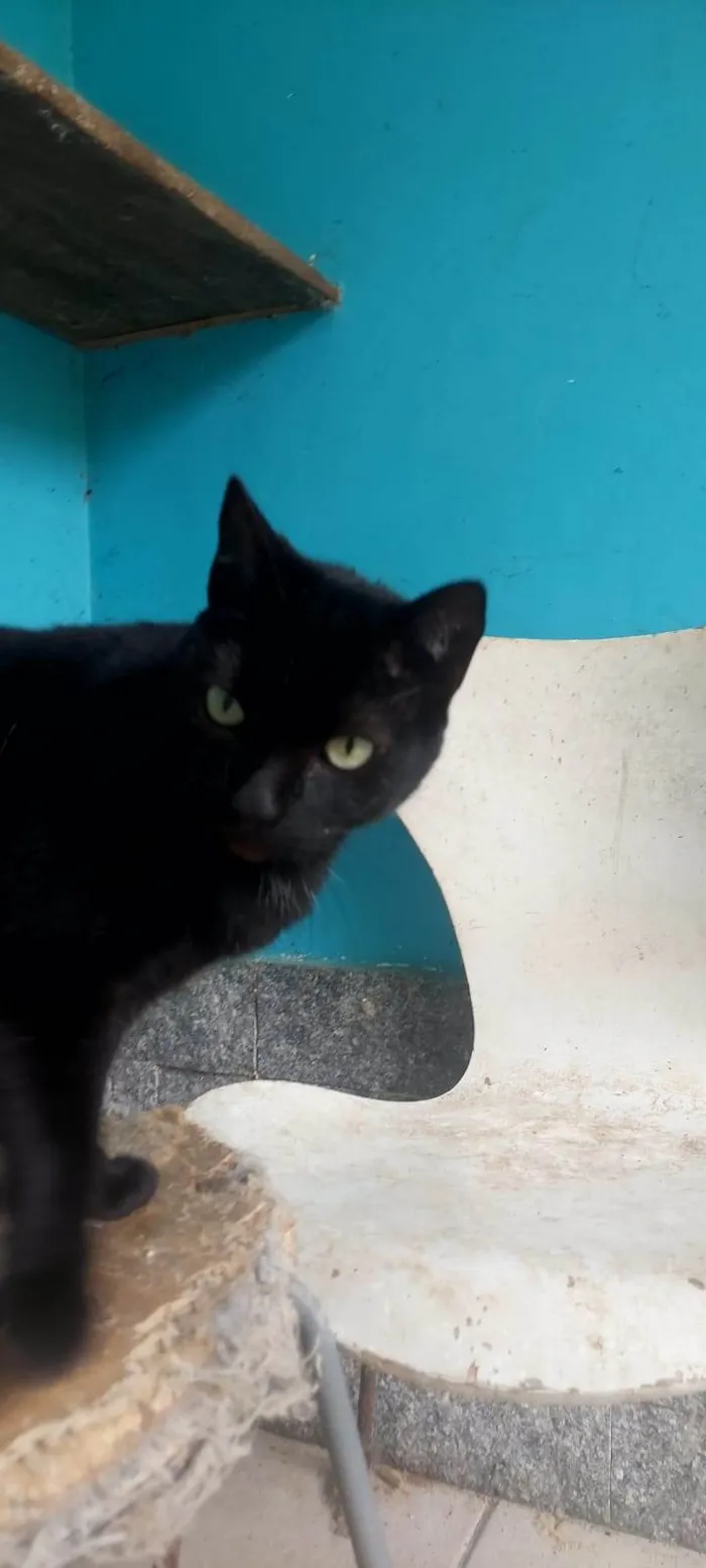Gato ra a SRD-ViraLata idade 4 anos nome Nego