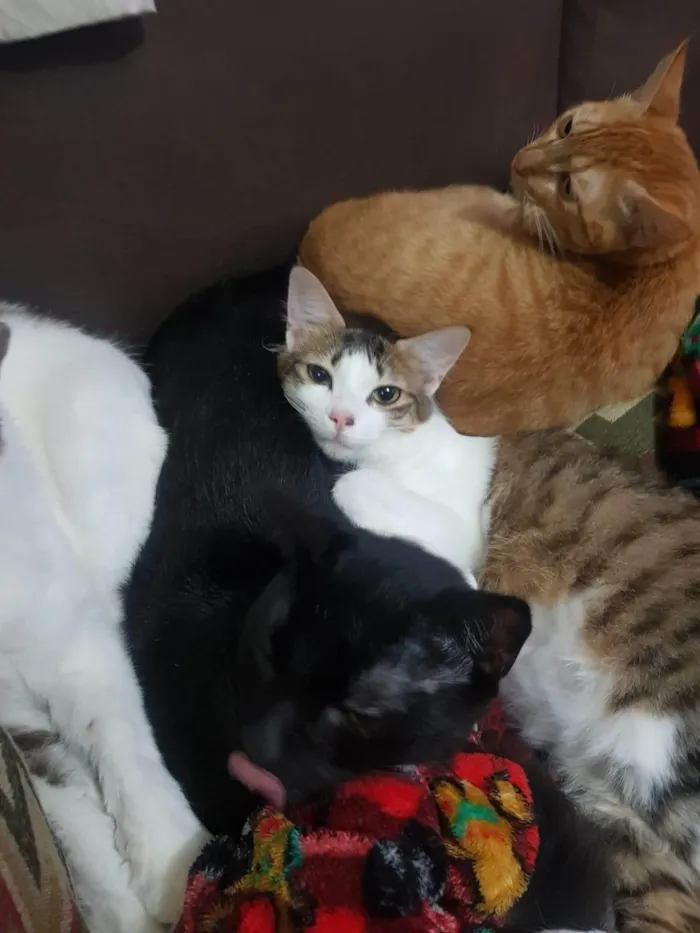Gato ra a SRD-ViraLata idade 4 anos nome Nego
