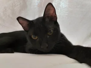Gato raça SRD-ViraLata idade 4 anos nome Nego
