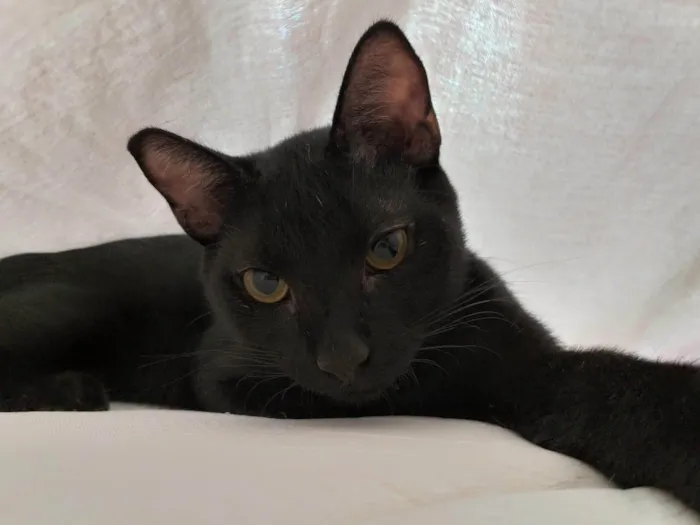 Gato ra a SRD-ViraLata idade 4 anos nome Nego