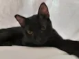 Nego