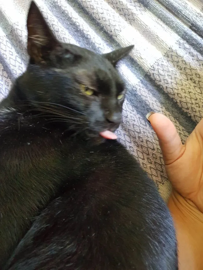 Gato ra a SRD-ViraLata idade 4 anos nome Nego