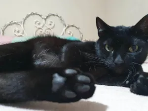 Gato raça SRD-ViraLata idade 4 anos nome Nego