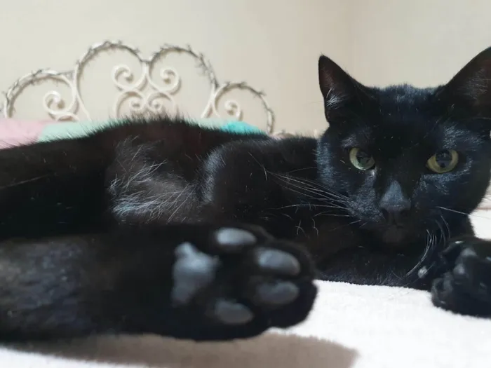 Gato ra a SRD-ViraLata idade 4 anos nome Nego