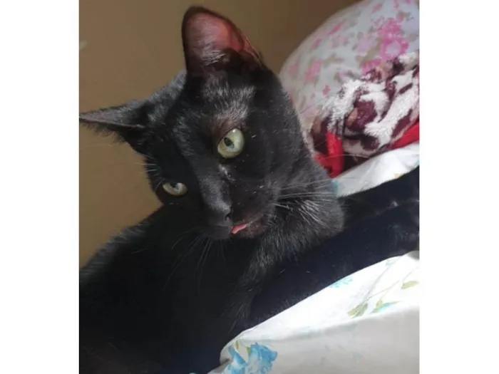 Gato ra a SRD-ViraLata idade 4 anos nome Nego