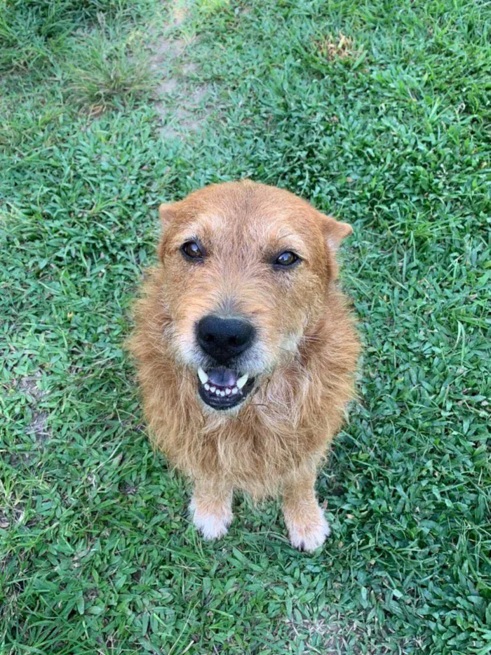 Cachorro ra a SRD-ViraLata idade 5 anos nome Wilson
