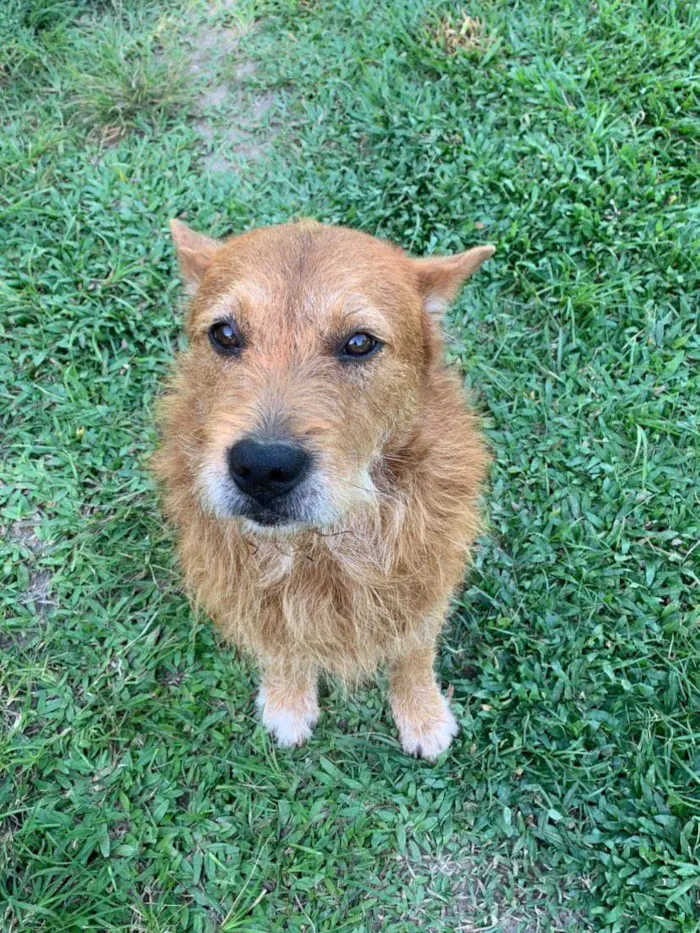 Cachorro ra a SRD-ViraLata idade 5 anos nome Wilson