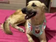 Princesa 