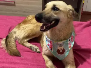 Cachorro raça SRD-ViraLata idade 2 anos nome Princesa 
