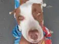 Moana