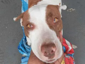 Cachorro raça Pit-Bull idade 3 anos nome Moana