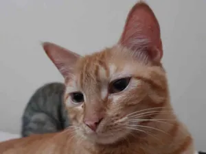 Gato raça SRD-ViraLata idade 4 anos nome Ginger