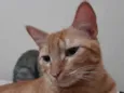 Ginger