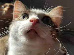 Gato raça SRD-ViraLata idade 4 anos nome Gordinha