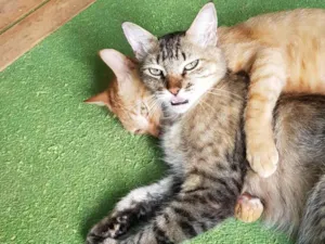 Gato raça SRD-ViraLata idade 4 anos nome Esquilo