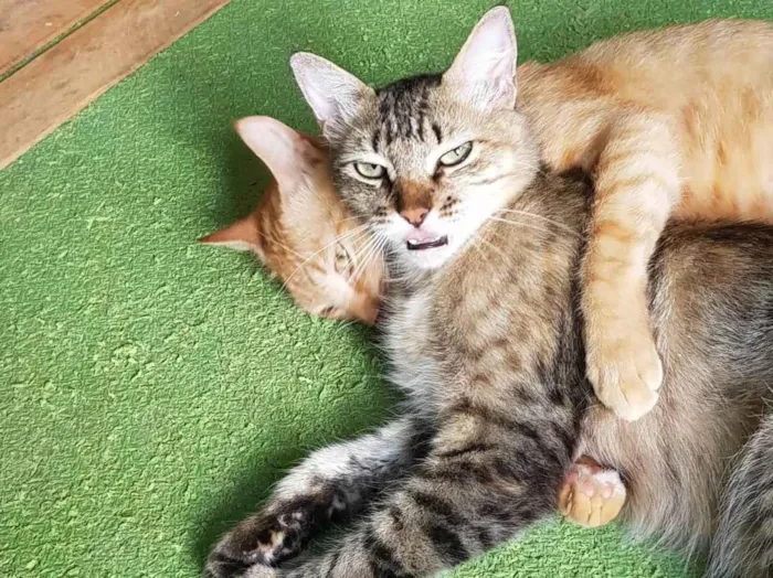 Gato ra a SRD-ViraLata idade 4 anos nome Esquilo