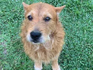 Cachorro raça SRD-ViraLata idade 5 anos nome Wilson