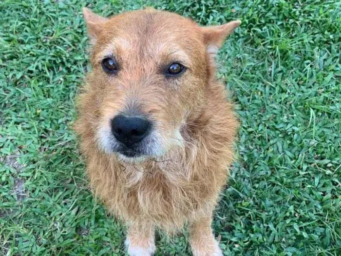 Cachorro ra a SRD-ViraLata idade 5 anos nome Wilson