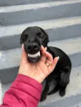 Chico