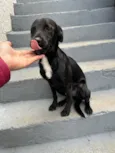 Chico