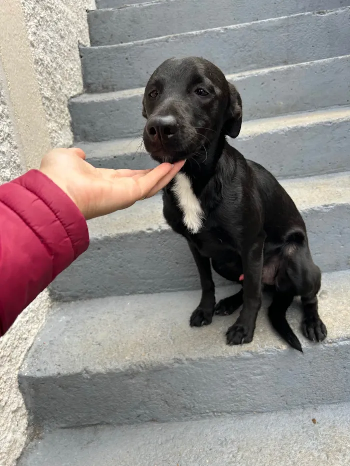 Cachorro ra a SRD-ViraLata idade 1 ano nome Chico