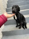 Chico