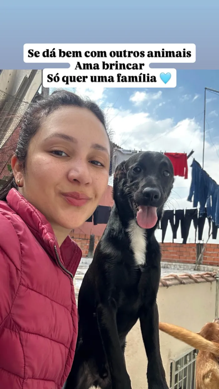 Cachorro ra a SRD-ViraLata idade 1 ano nome Chico