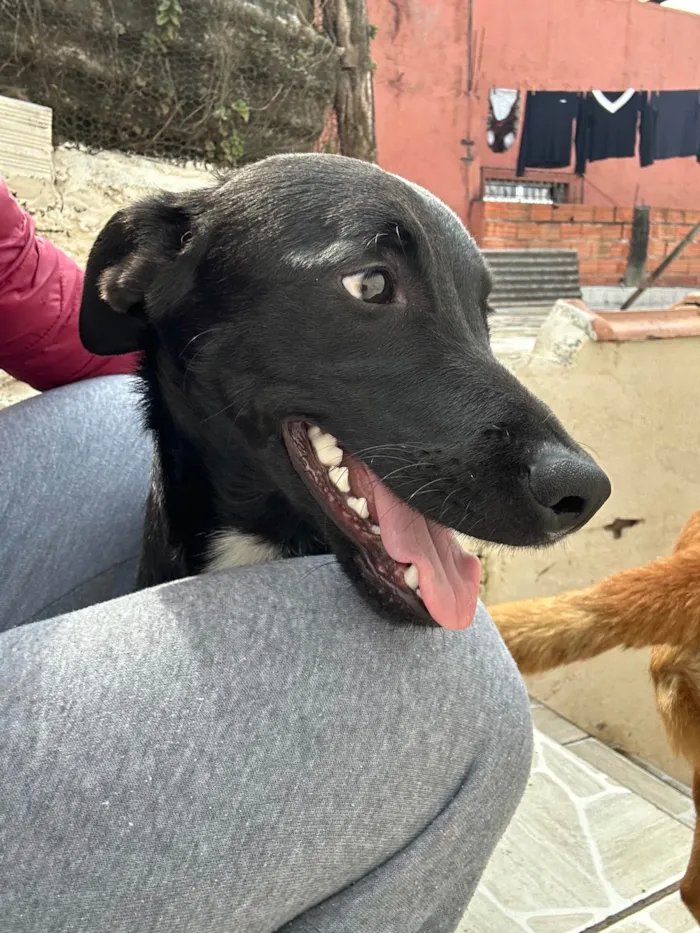Cachorro ra a SRD-ViraLata idade 1 ano nome Chico
