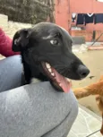 Chico