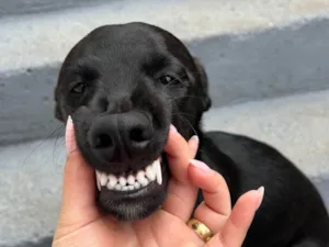 Cachorro raça SRD-ViraLata idade 1 ano nome Chico