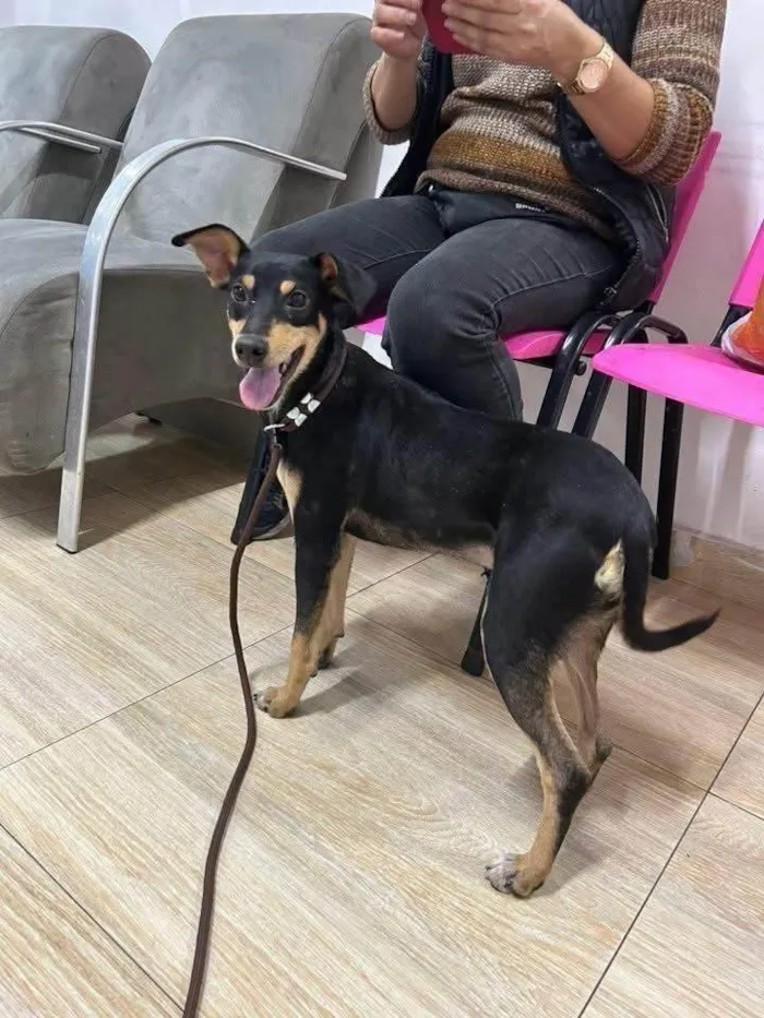 Cachorro ra a SRD-ViraLata idade 7 a 11 meses nome Neguinha Carioca