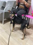 Neguinha Carioca