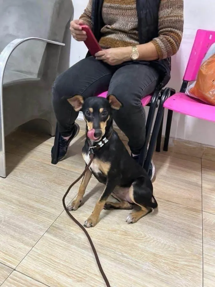 Cachorro ra a SRD-ViraLata idade 7 a 11 meses nome Neguinha Carioca