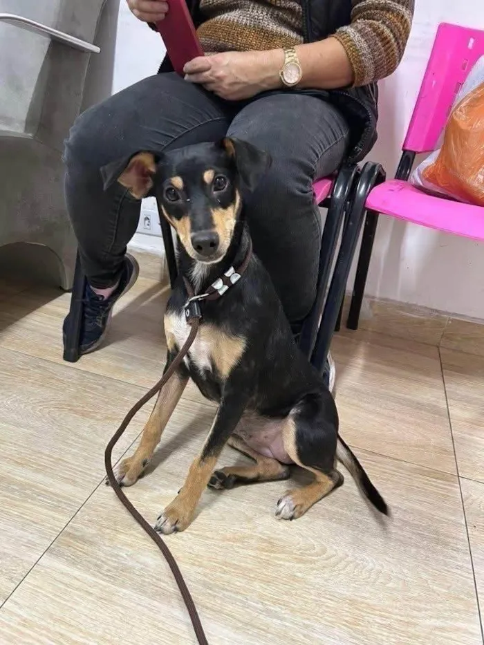 Cachorro ra a SRD-ViraLata idade 7 a 11 meses nome Neguinha Carioca
